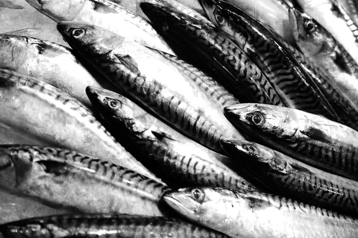 Image: Mackerel